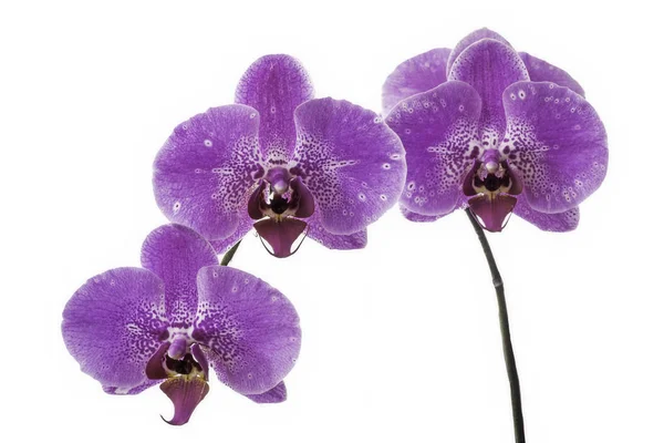 Orchidées de fleurs — Photo