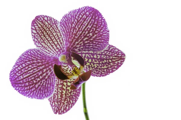 Orchidée de fleur — Photo