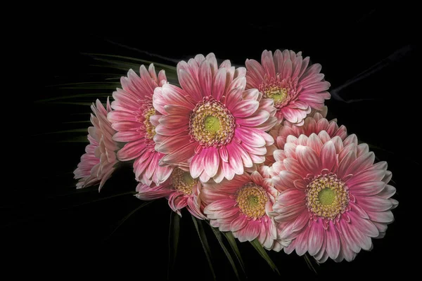 Герберский цветок — стоковое фото