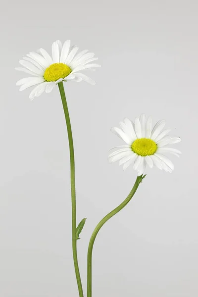 Dva květy sedmikrásky — Stock fotografie