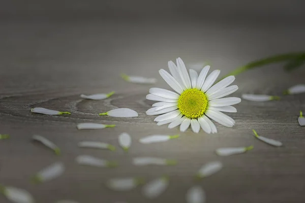데이지의 꽃 1개 — 스톡 사진