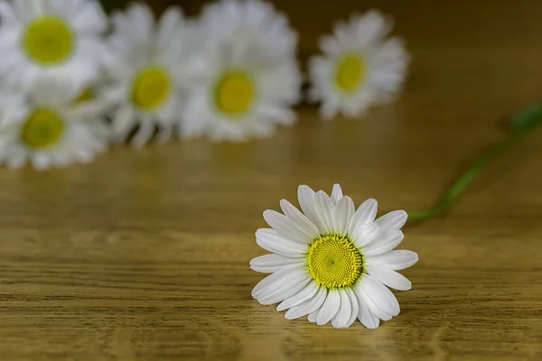 Ένα λουλούδι από μαργαρίτες — Φωτογραφία Αρχείου