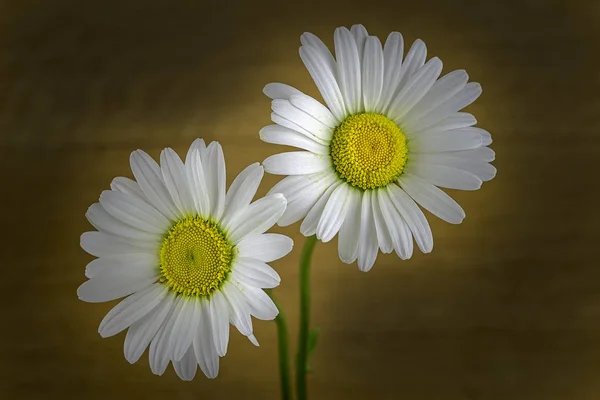 Zwei Blumen von Gänseblümchen — Stockfoto