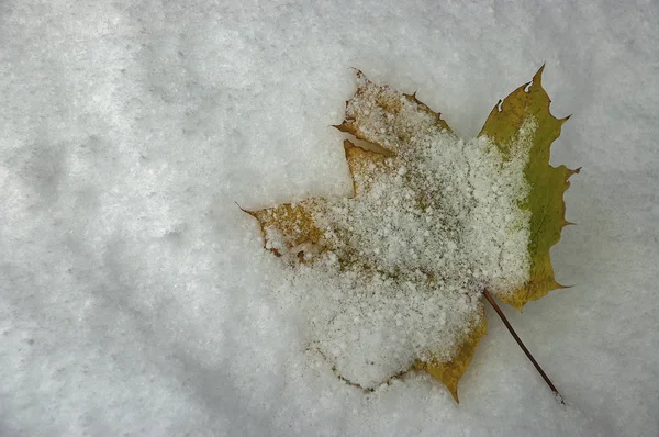 Leaf of autumn maple — Stock Photo, Image