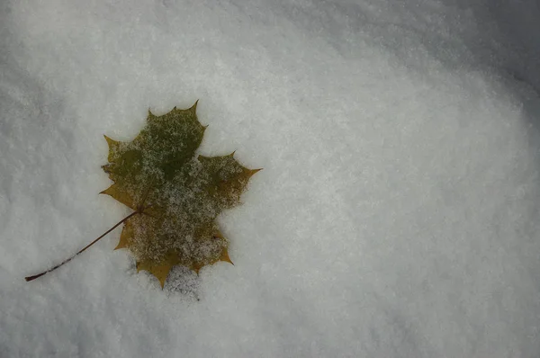 Leaf of autumn maple — Stock Photo, Image