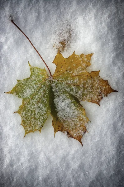 Blad van herfstesdoorn — Stockfoto