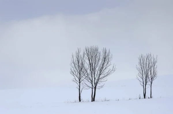 Gruppo di alberi in inverno — Foto Stock