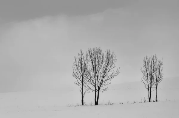 冬の木のグループ — ストック写真