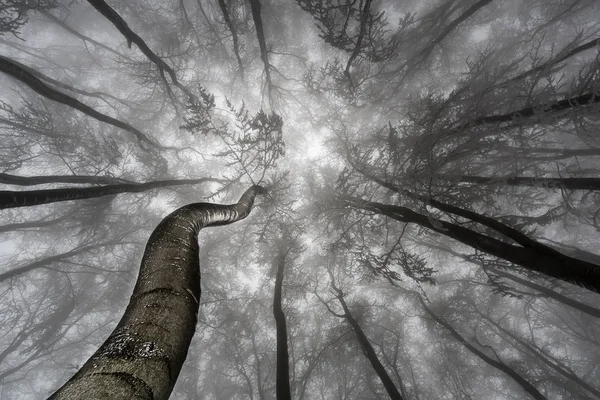 Couronne d'arbre d'hiver — Photo