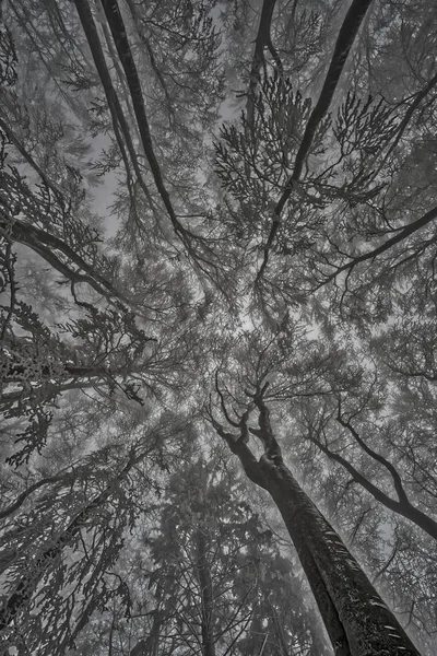 Winter tree crown — Stockfoto