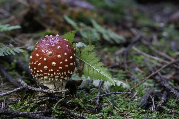 Ensamväxande padpall — Stockfoto