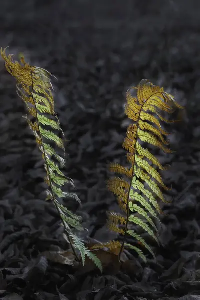 View of autumn-colored ferns — 스톡 사진
