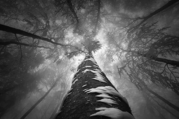 Korona drzewa zima — Zdjęcie stockowe