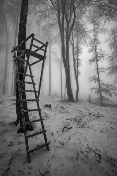 Utsikt över en vinter bokskog med trä jägares säte — Stockfoto