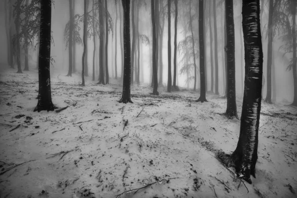 Zimowy las bukowy z mgłą — Zdjęcie stockowe