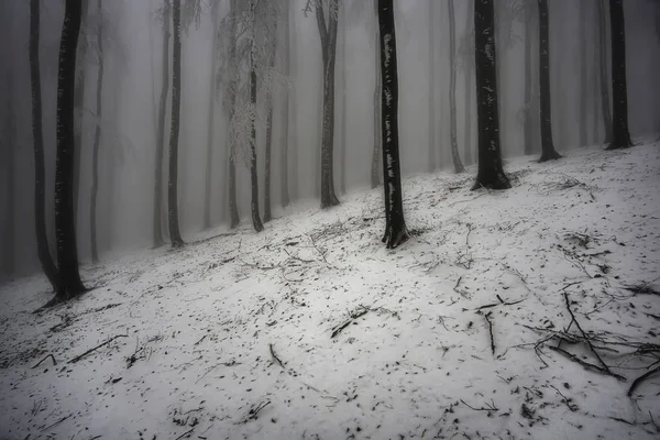 Bosque de haya de invierno con niebla — Foto de Stock