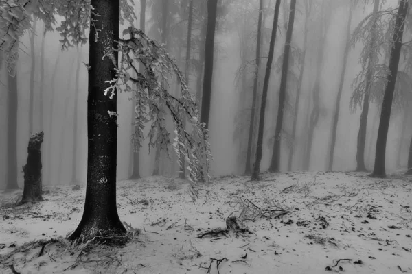 Zimowy las bukowy z mgłą — Zdjęcie stockowe