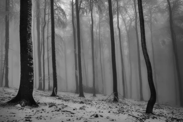 Winter Buchenwald mit Nebel — Stockfoto