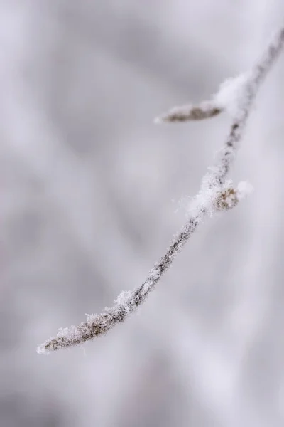 Widok z bliska zimowy śnieg pokryte gałązką bukową — Zdjęcie stockowe