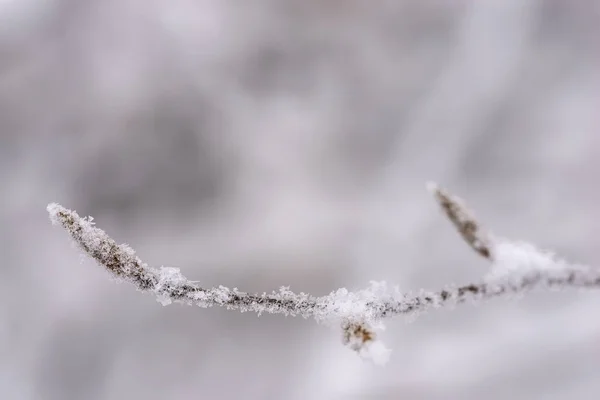 Vista de cerca de la ramita de haya cubierta de nieve de invierno — Foto de Stock