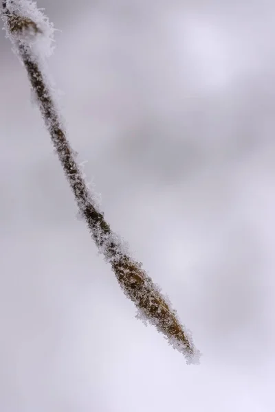 Nahaufnahme des schneebedeckten Buchenzweiges im Winter — Stockfoto