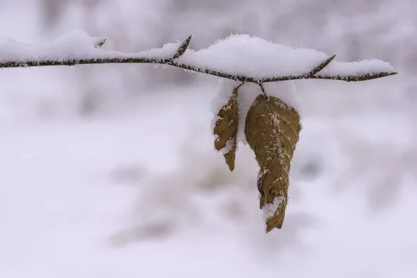 Vista de cerca de la ramita de haya cubierta de nieve de invierno — Foto de Stock