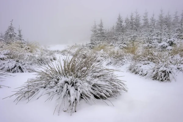 Forest grass covered with fresh snow — 스톡 사진