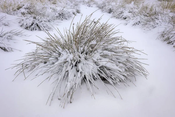 Bosgras bedekt met verse sneeuw — Stockfoto