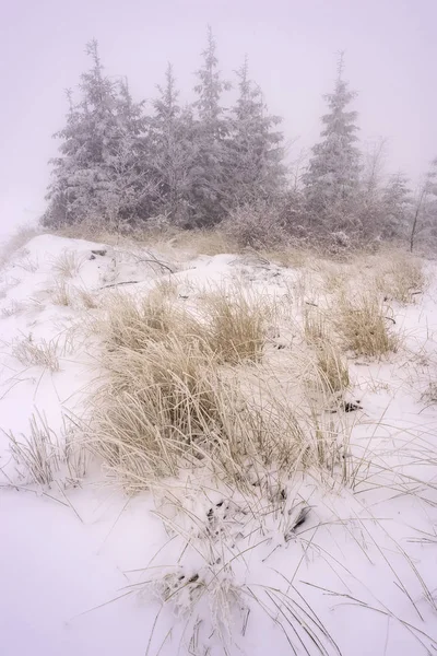 Winterlandschaft mit Waldgras und Fichten — Stockfoto