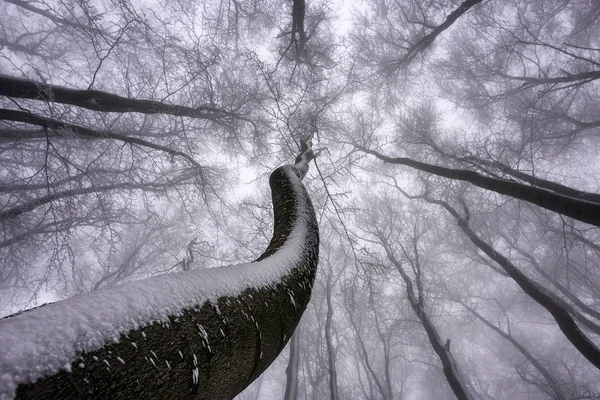 Corona de árbol de invierno Fotos de stock libres de derechos