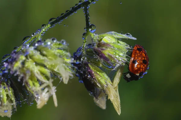 View Lonely Ladybird Stalk Grass — Stock Photo, Image