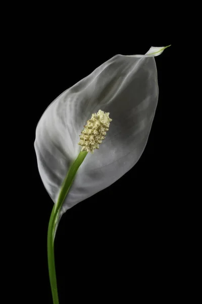 Lone White Blooming Calla Flower Black Background — Stock Photo, Image