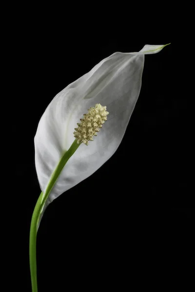 Самотня Біла Квітка Кали Чорним Тлом — стокове фото