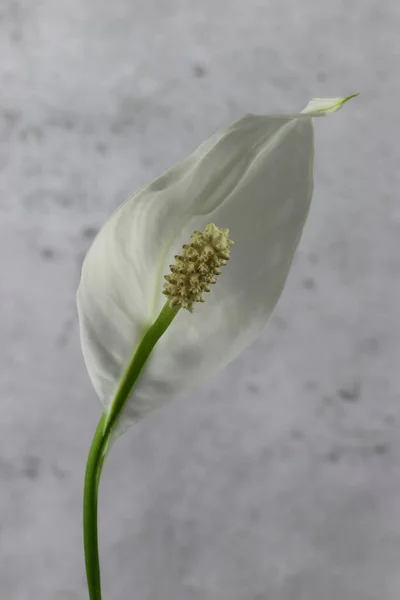 Flor Cala Blanca Solitaria Con Fondo — Foto de Stock