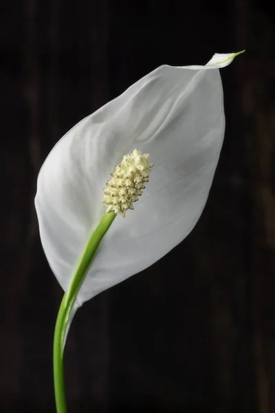 背景のついた白い花を咲かせます — ストック写真