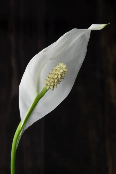 Lone Flor Cala Branco Florescendo Com Fundo — Fotografia de Stock