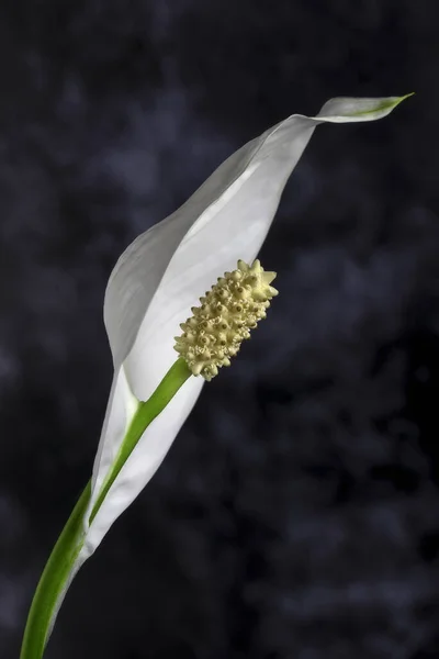 Lone Flor Cala Branco Florescendo Com Fundo — Fotografia de Stock
