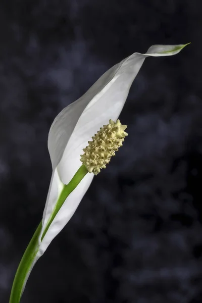 Lone White Blooming Calla Flower Background — 스톡 사진