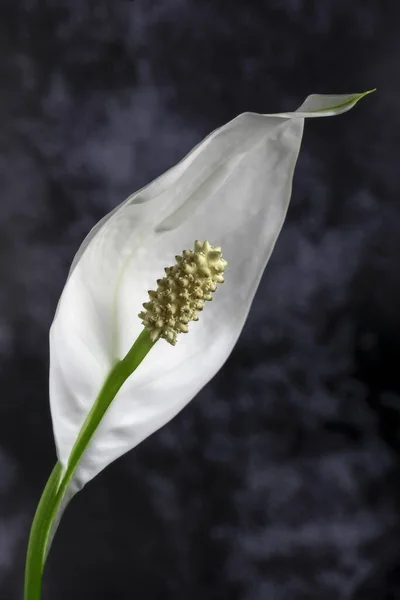 Samotny Biały Kwitnący Kwiat Kalli Tłem — Zdjęcie stockowe