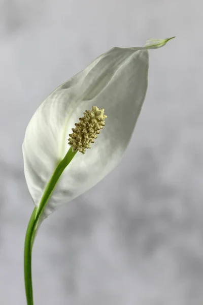 Magányos Fehér Virágzó Kála Virág Háttérrel — Stock Fotó