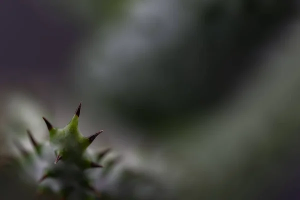 Makroaufnahme Scharfer Kaktusdornen Mit Hintergrund — Stockfoto
