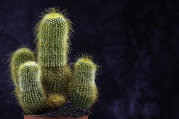 Pohled Ostré Kaktusové Trny Květináči Pozadím — Stock fotografie