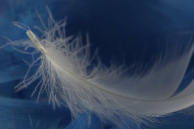 Mavi arkaplanda beyaz bir tüy görünümü