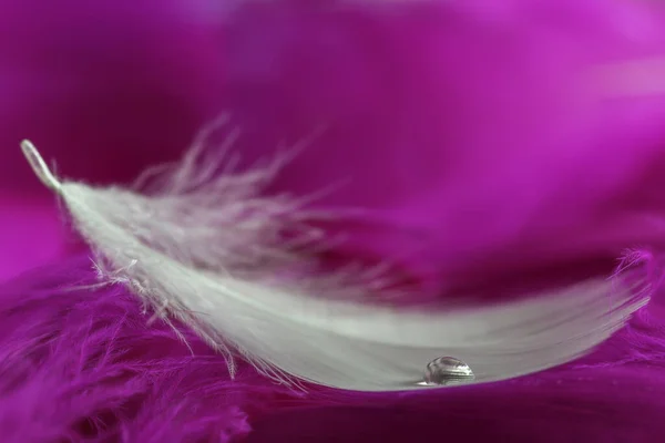 White feather and water drop on pink background