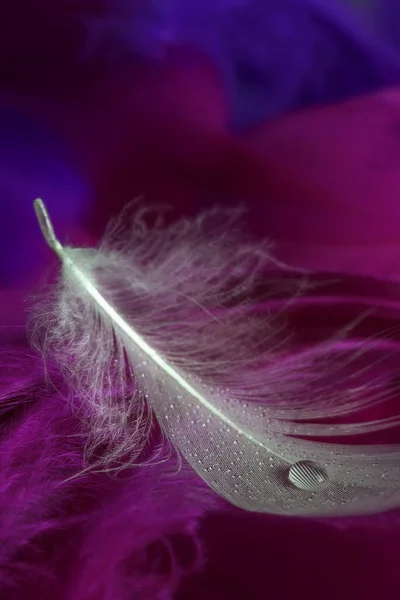 White Feather Water Drop Pink Violet Background — Stock Photo, Image