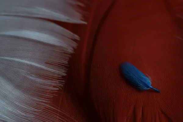 宏观上看一只蓝色的小羽毛躺在红色的羽毛上 — 图库照片