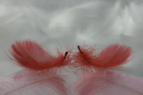 Vista Dos Plumas Color Rojo Con Reflejo Sobre Fondo Blanco —  Fotos de Stock