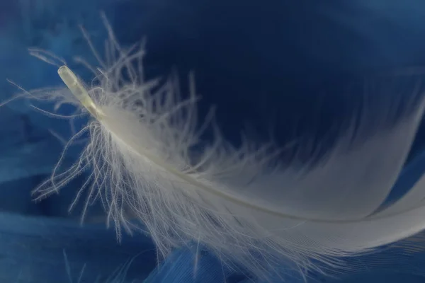 Macro Vista Una Pluma Blanca Sobre Fondo Azul —  Fotos de Stock