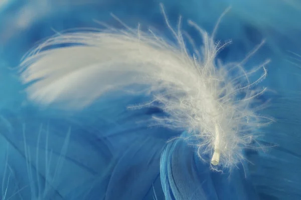 Macro Vista Una Pluma Blanca Sobre Fondo Azul —  Fotos de Stock