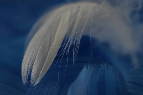 파란색 배경에 깃털을 매크로보는 — 스톡 사진